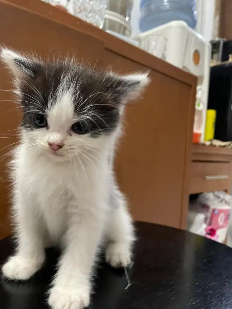 Anak kucing campuran