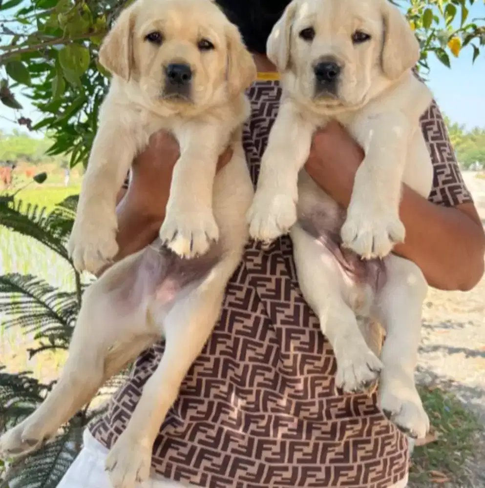 JUAL ANJING LABRADOR RETRIEVER SEHAT DAN GEMUK