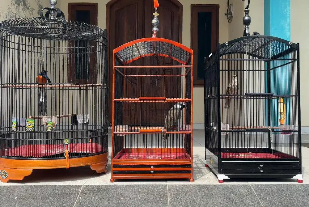 Burung cucak rowo, poksay hongkong, murai medan