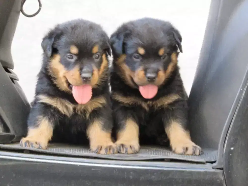 JUAL ANJING ROTTWEILER MASIH ANAKAN