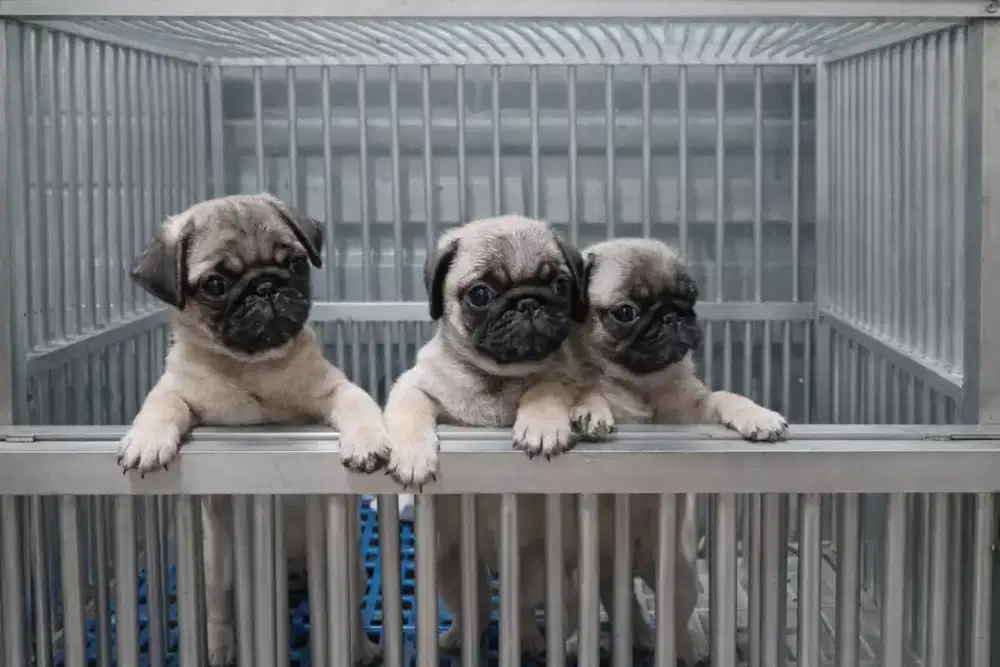 JUAL ANJING PUG LUCU DAN GEMOY