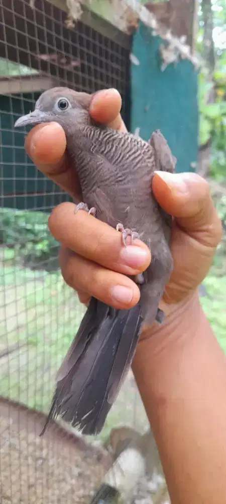Perkutut cemani remaja sepaket