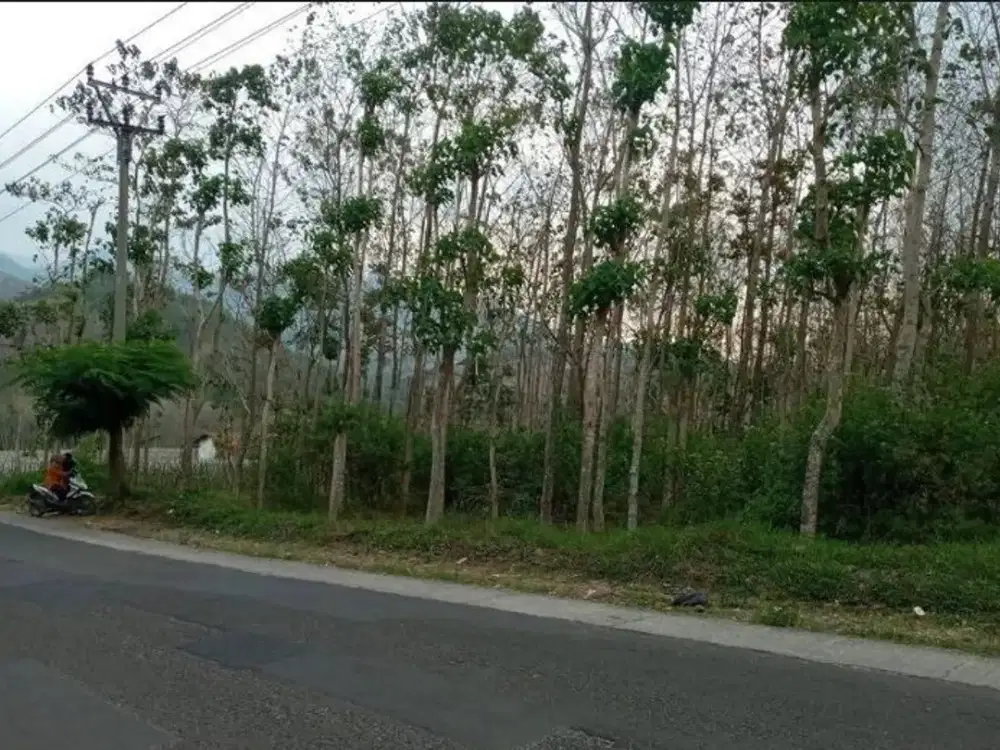 Dijual Tanah Kebon Jati Strategis Murah Sekali di Mainroad Cijapati Garut