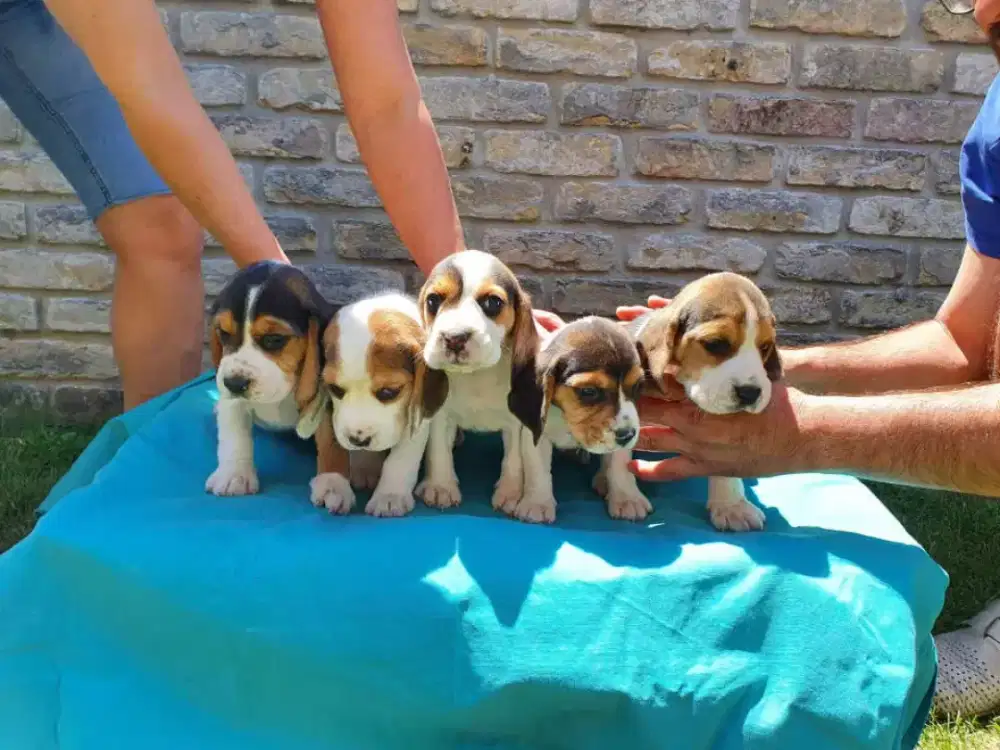 JUAL ANJING BEAGLE KUPING CAPLANG