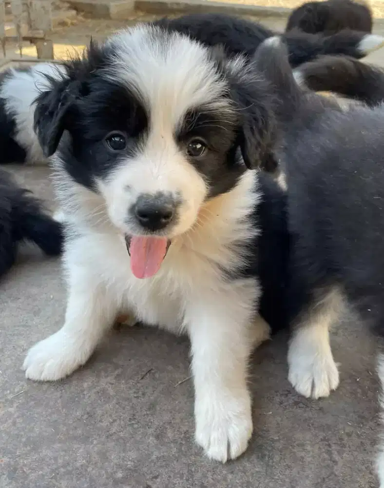 JUAL ANJING BORDER COLLIE PINTAR DAN FRIENDLY