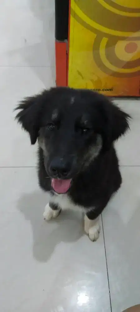 DIJUAL ANAK ANJING GOBERIAN PURE