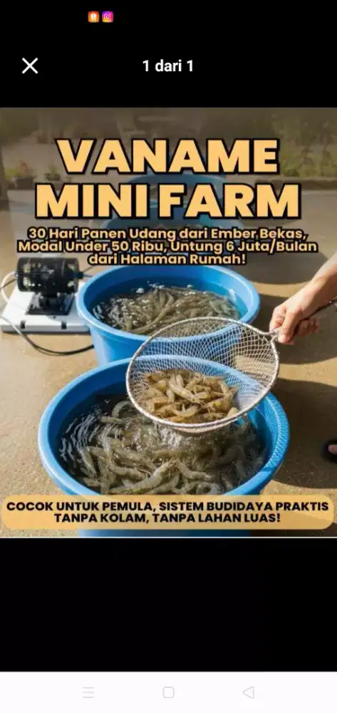 E Book Budidaya udang vaname dengan EMBER