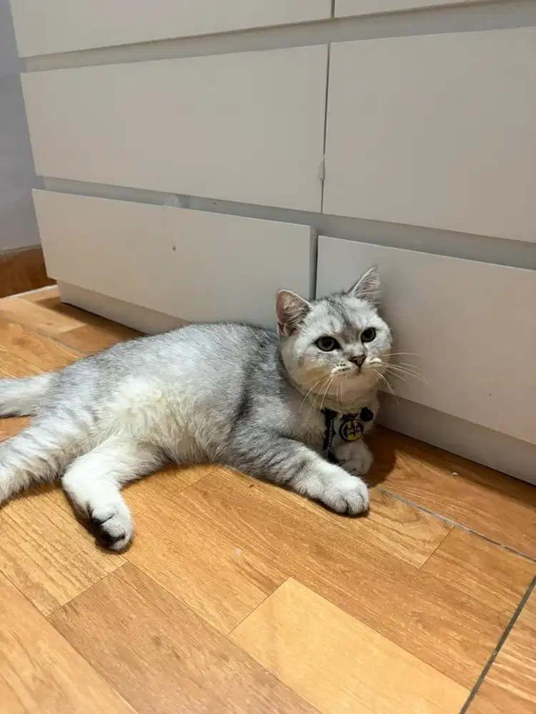 Kitten britsh short hair bsh silver