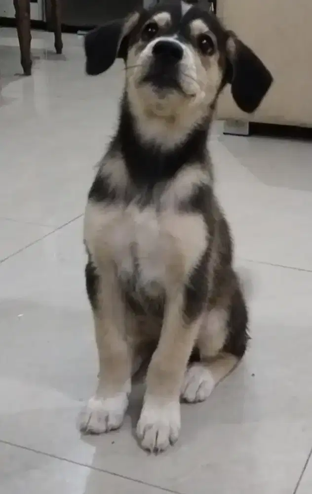 DIJUAL ANAK ANJING GOBERIAN PURE