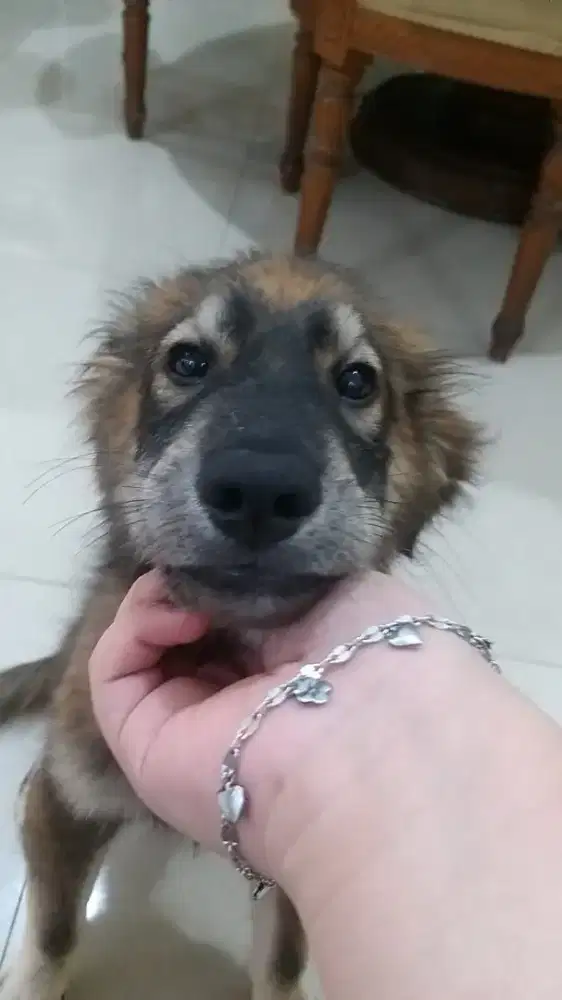 DIJUAL ANAK ANJING GOBERIAN PURE