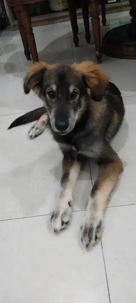 DIJUAL ANAK ANJING GOBERIAN PURE