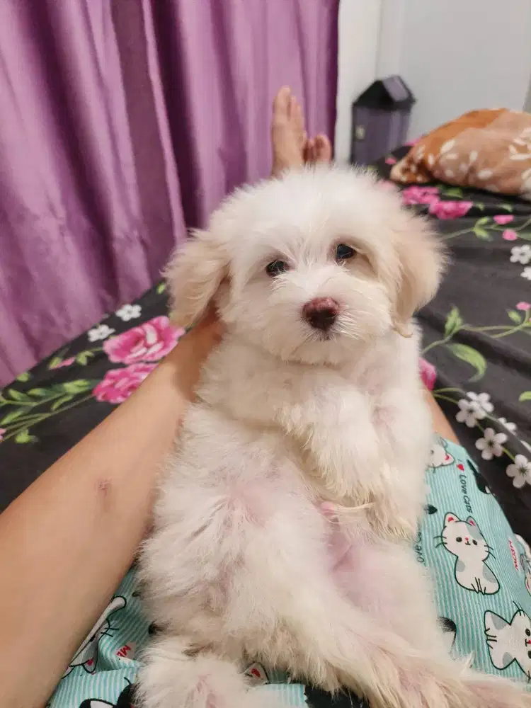 Anak anjing Maltipo white cream