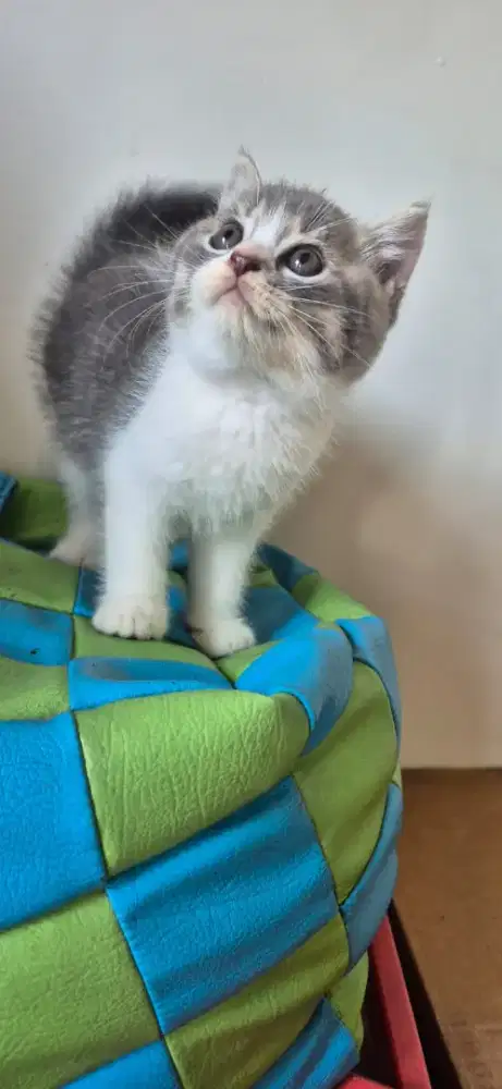 Kucing Brithis Shorthair/BSH jantan