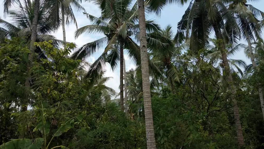 Tanah Berisi Coklat dan Kelapa