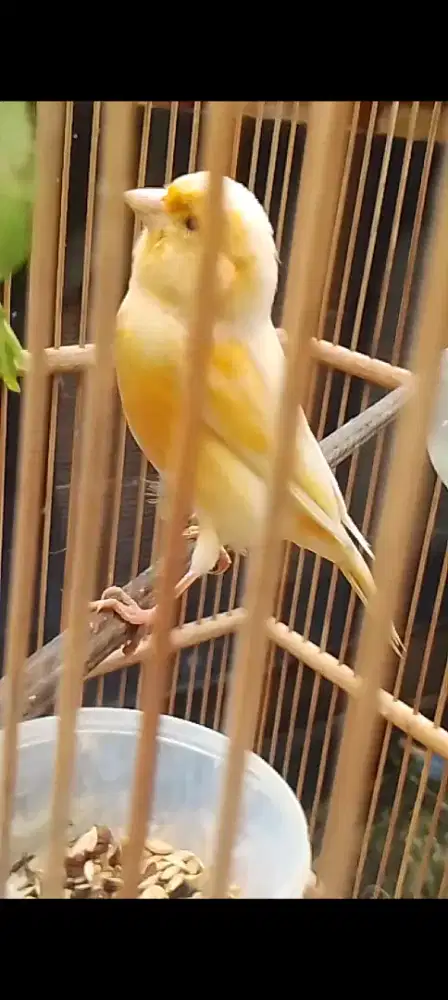 Kenari cewean siap ternak