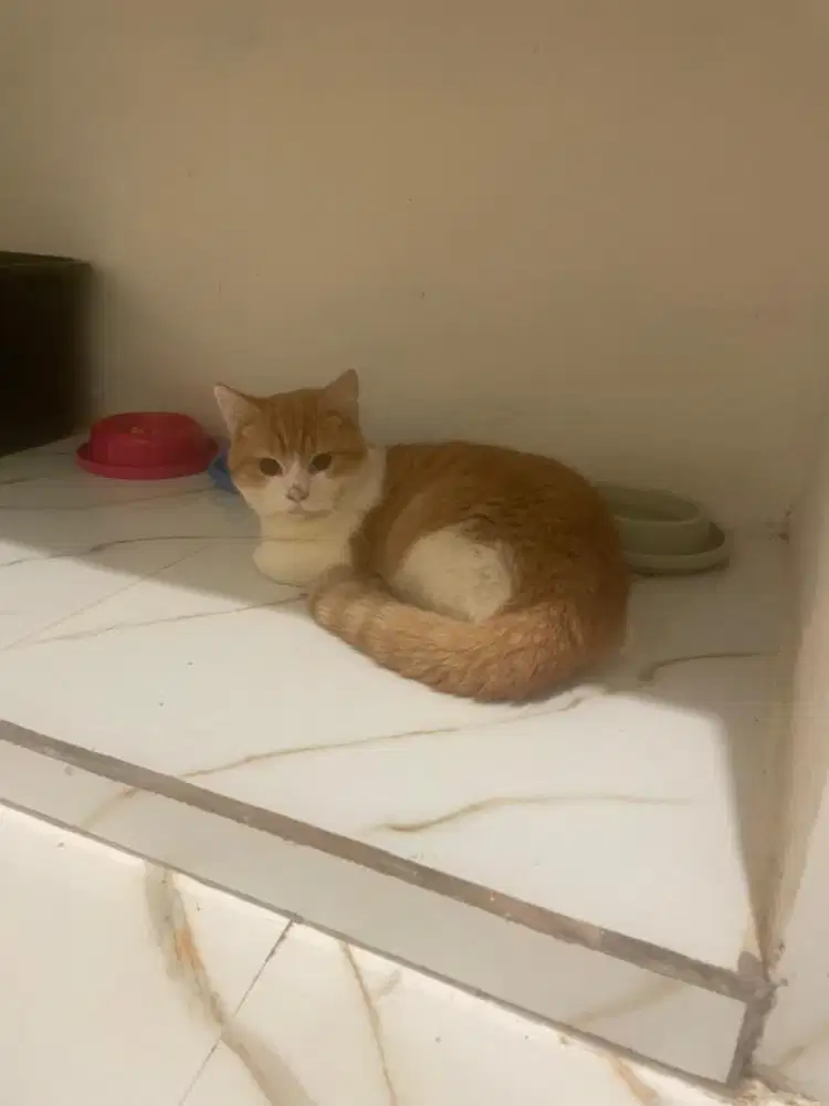 BSH kitten pure red bicolour 7 bulan