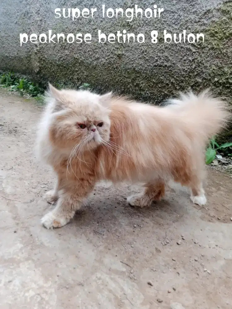 Kucing Persia peaknose