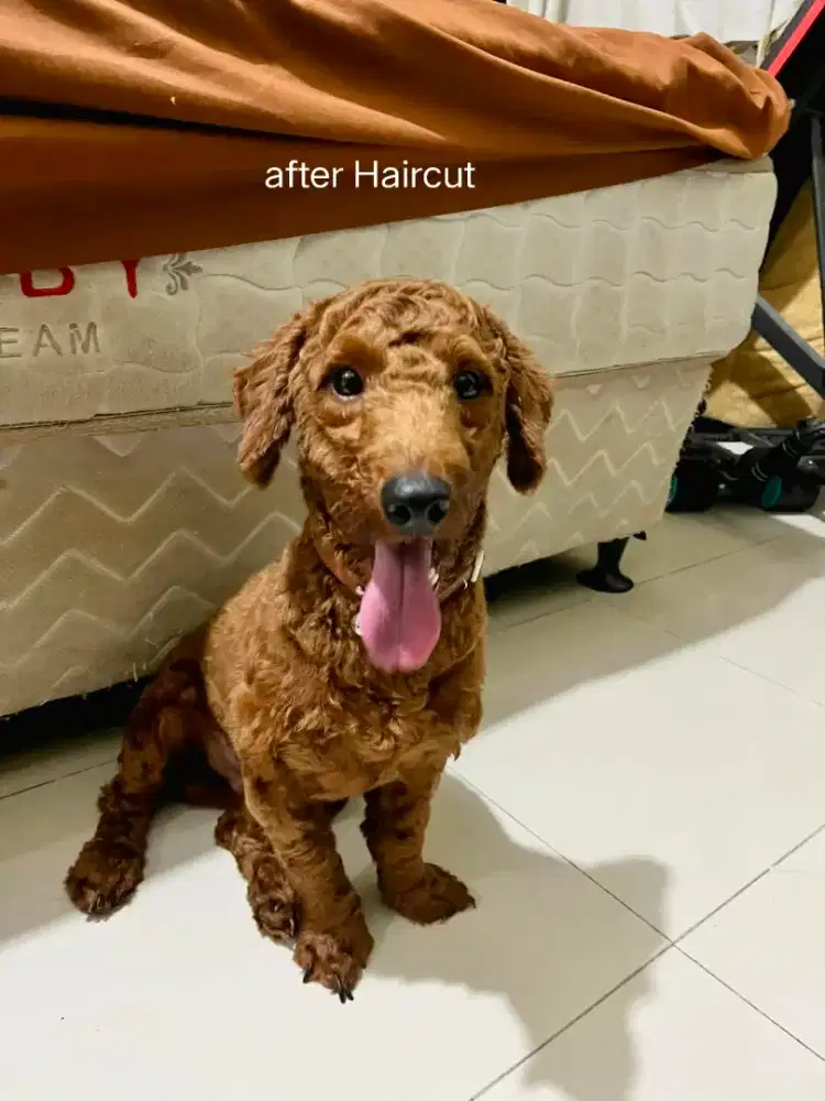 Toys poodle jantan PERKIN microchip