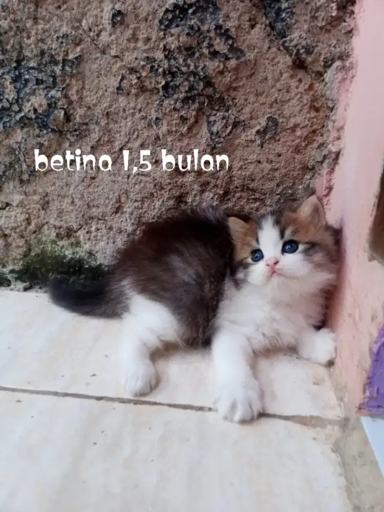 Kucing Persia medium