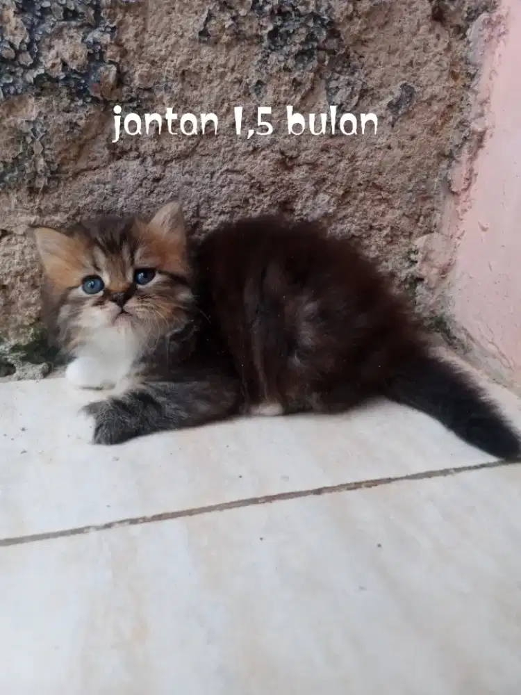 Kucing Persia medium