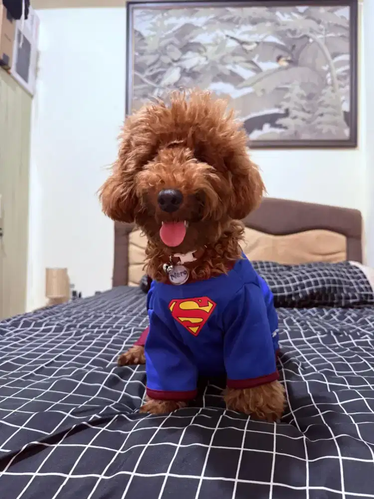 Toys poodle jantan PERKIN microchip