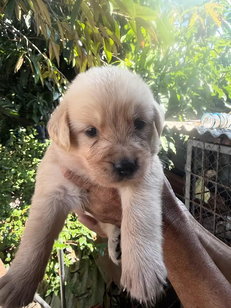 Anak anjing GOLDEN RETRIEVER