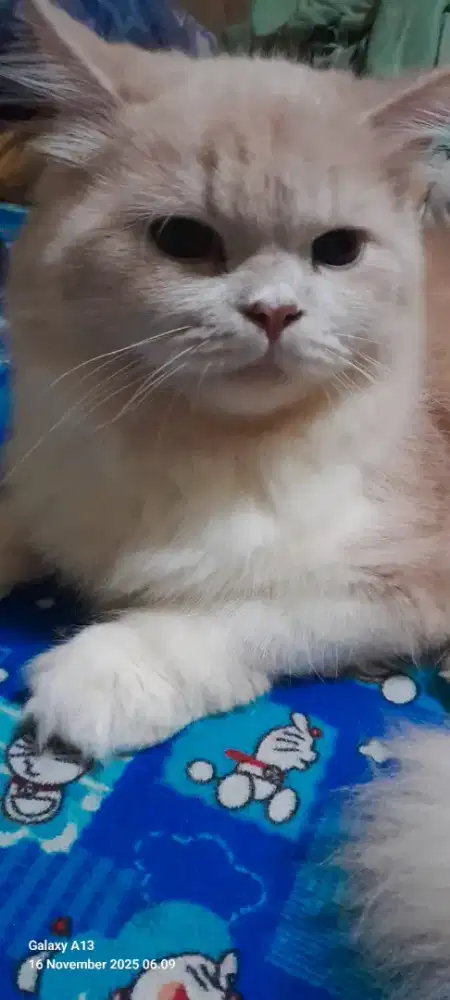 Kucing persia lucu dan sehat