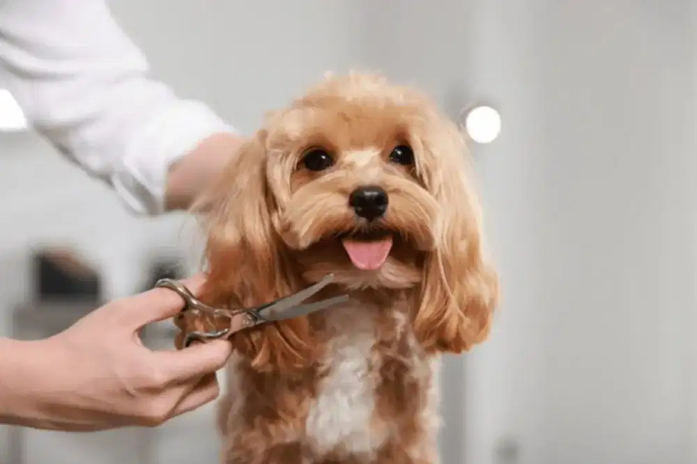 Grooming anjing&kucing panggilan