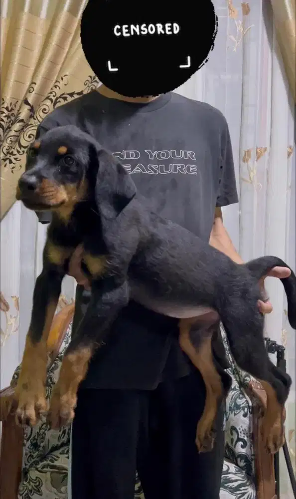 Rottweiller keren85000