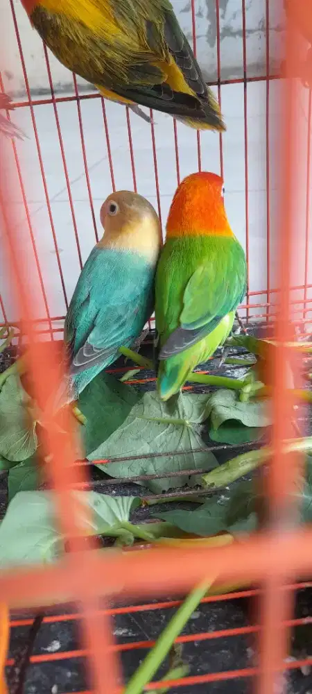 Sepasang produksi biola green x biola pb Turqoise