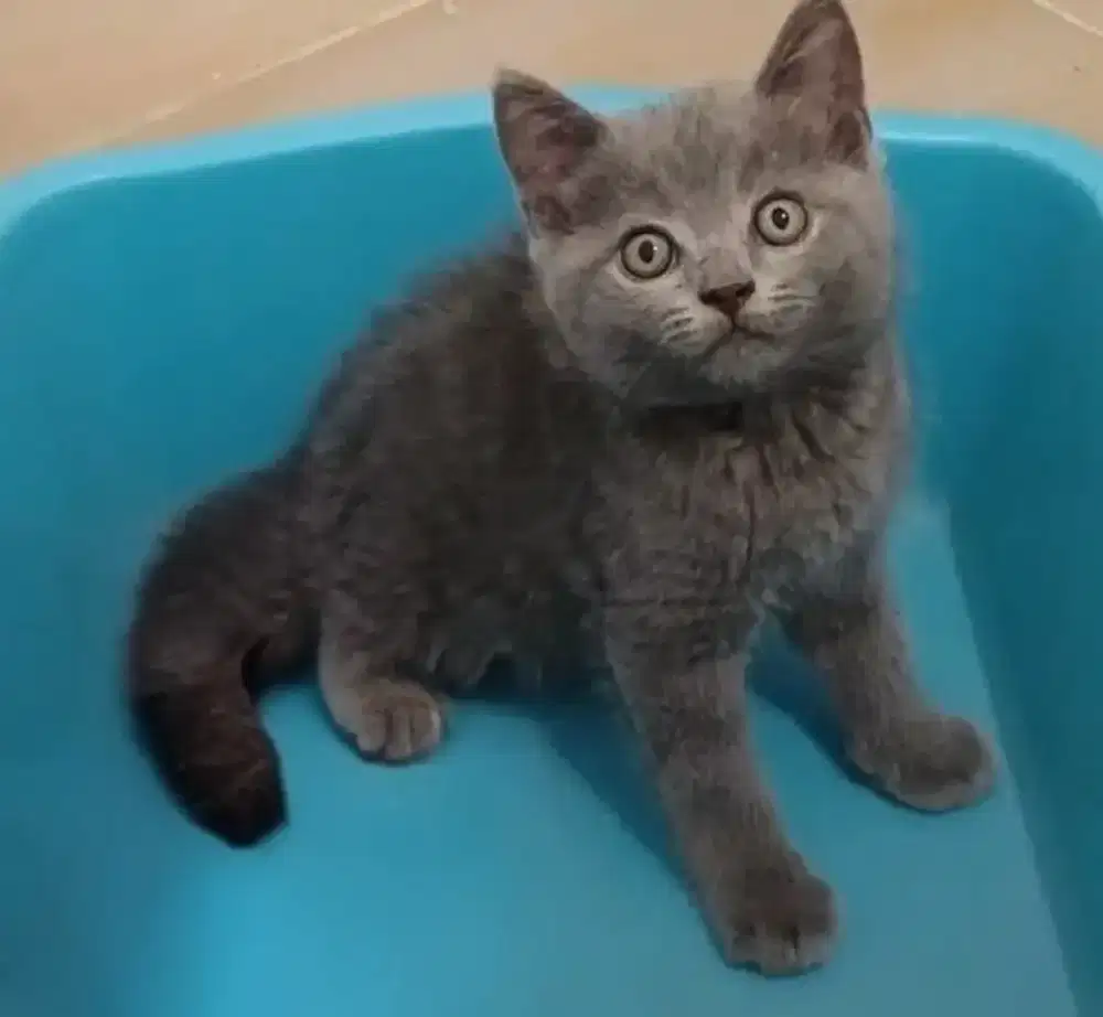 Kucing kitten British shorthair Purenonped Female