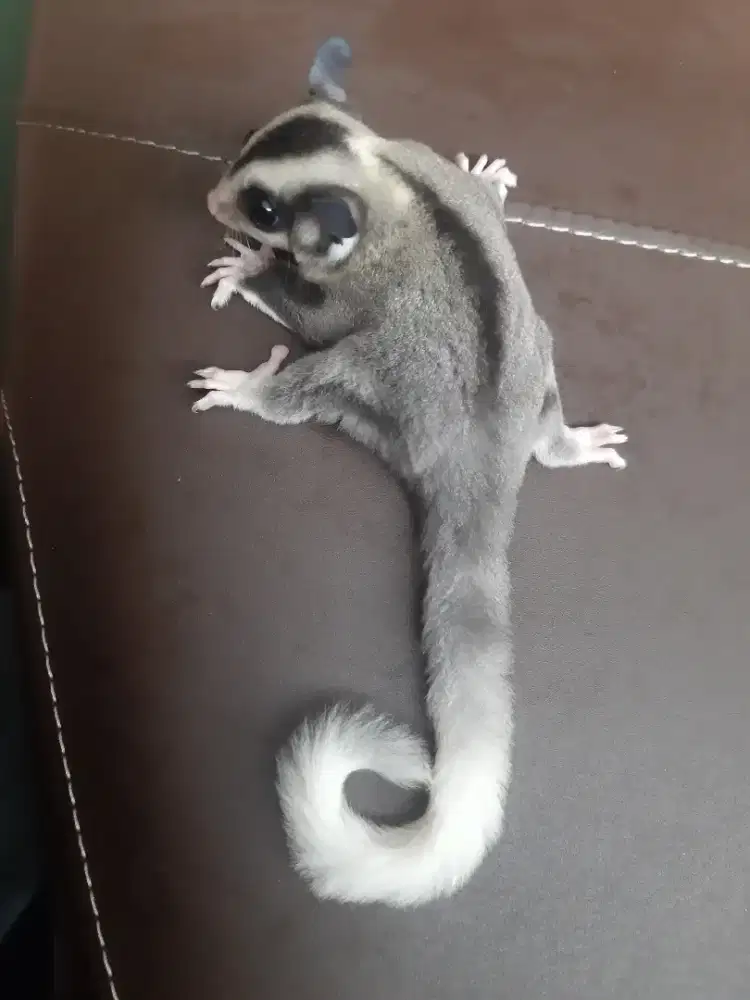 Sugar glider mozaik