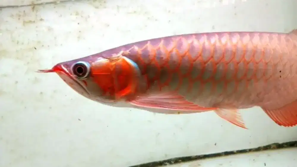 Arowana super red