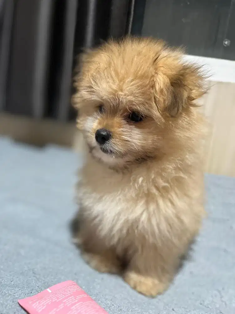 Di jual guguk kesayangan , diwajibkan yang penyayang binatang