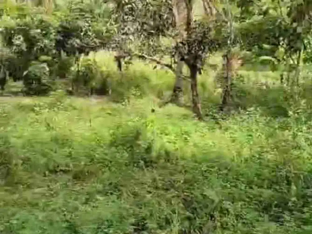 di jual lahan SHM murah di Warungkiara sukabumi