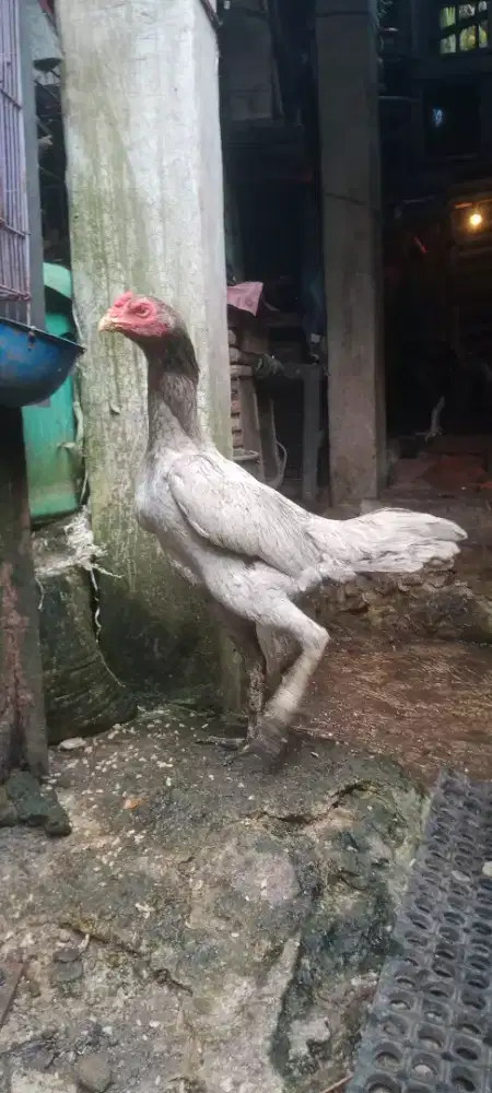 Jual cepat ayam bangkok biang 1x proo