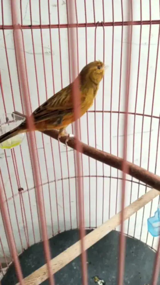 Kenari jantan gacoran masteran Kacer