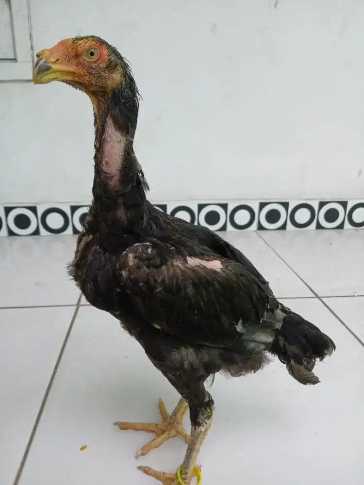 Ayam shamo eropa