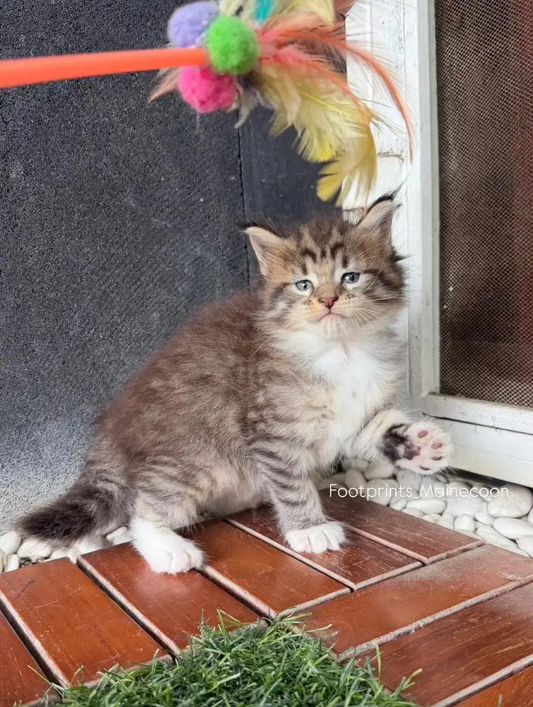 Kitten Mainecoon Kucing Maine Coon