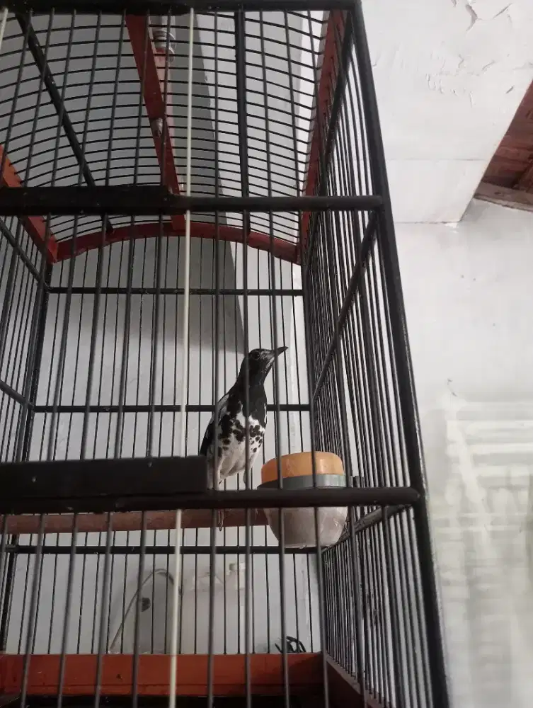 Ak/ Anis kembang jantan