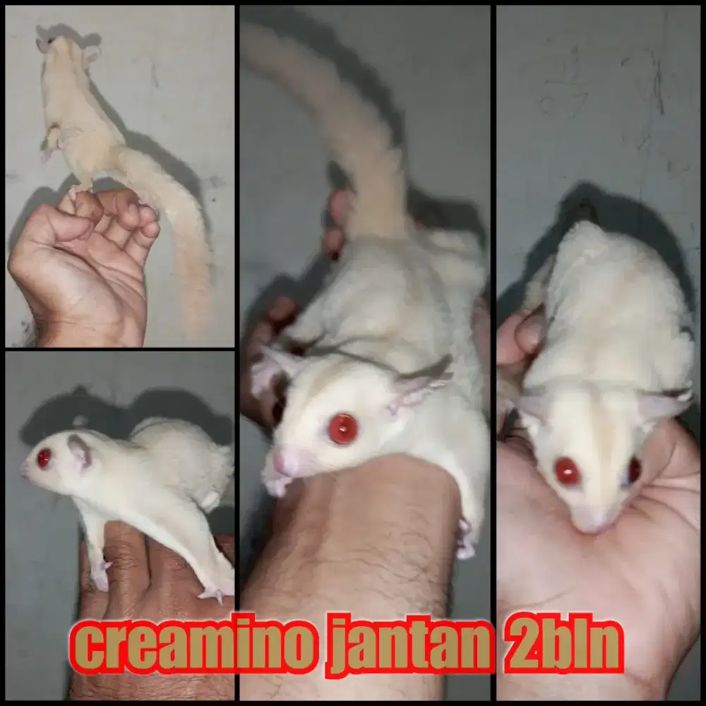 sugar glider creamino redeye joy