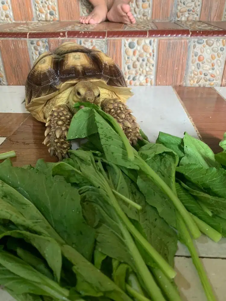 KURA KURA JENIS SULCATA