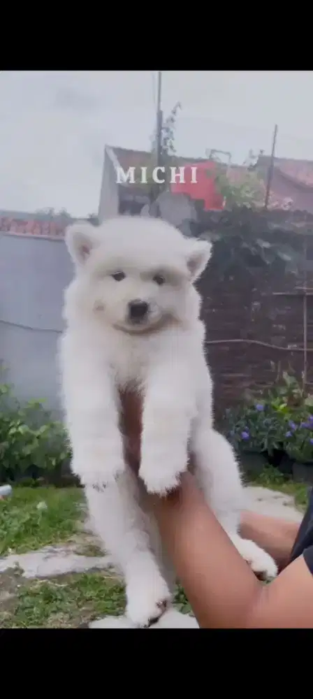Samoyed Betina stamboom