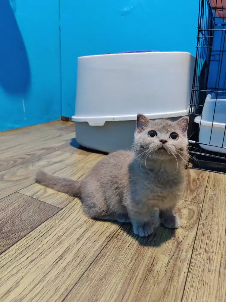 MUNCHKIN BSH LILAC GAELIC FOLD BETINA BRITISH SHORTHAIR CEBOL