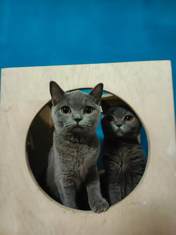 Kucing bsh blue 5bulan betina