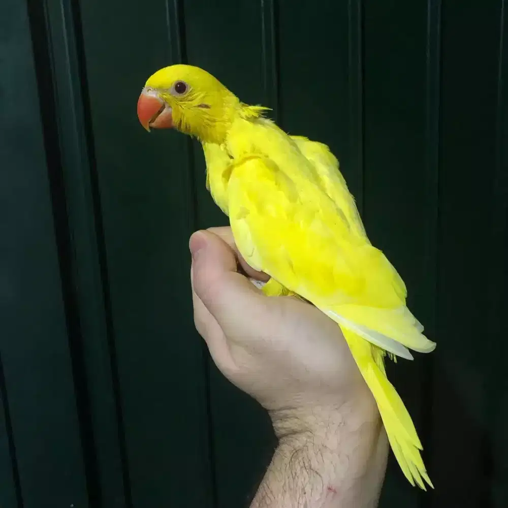 Indian Ringneck Lutino