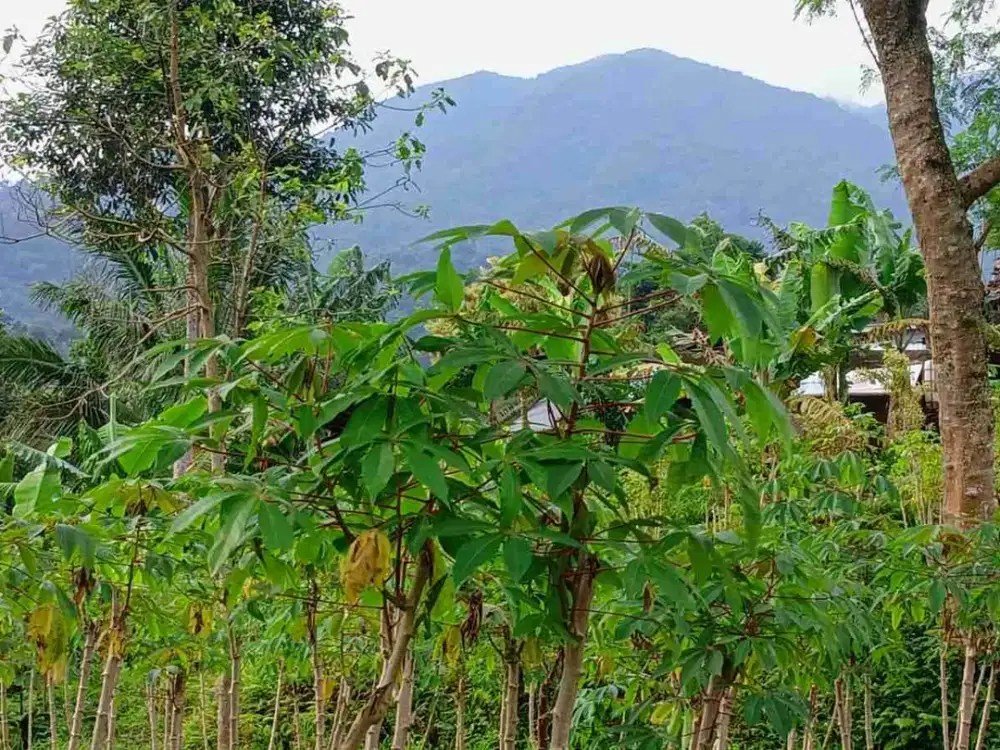 di jual tanah kebun shm buat villa di Cicurug Sukabumi