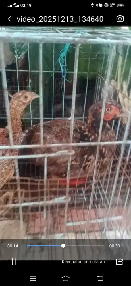 ayam ringneck pheasent