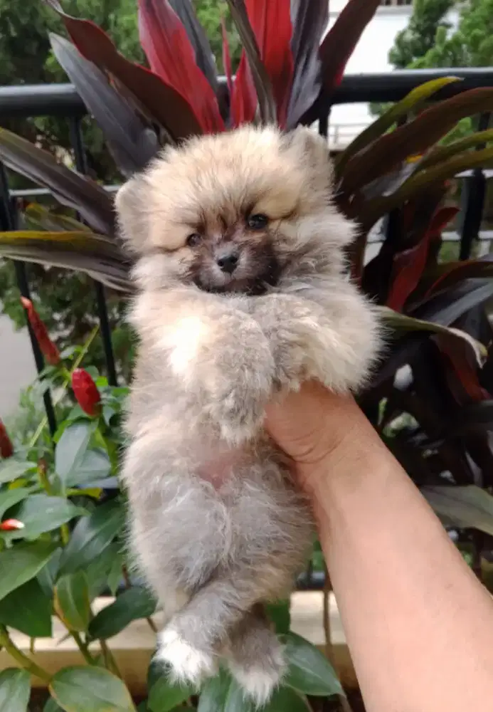 Minipom Puppy / Minipom