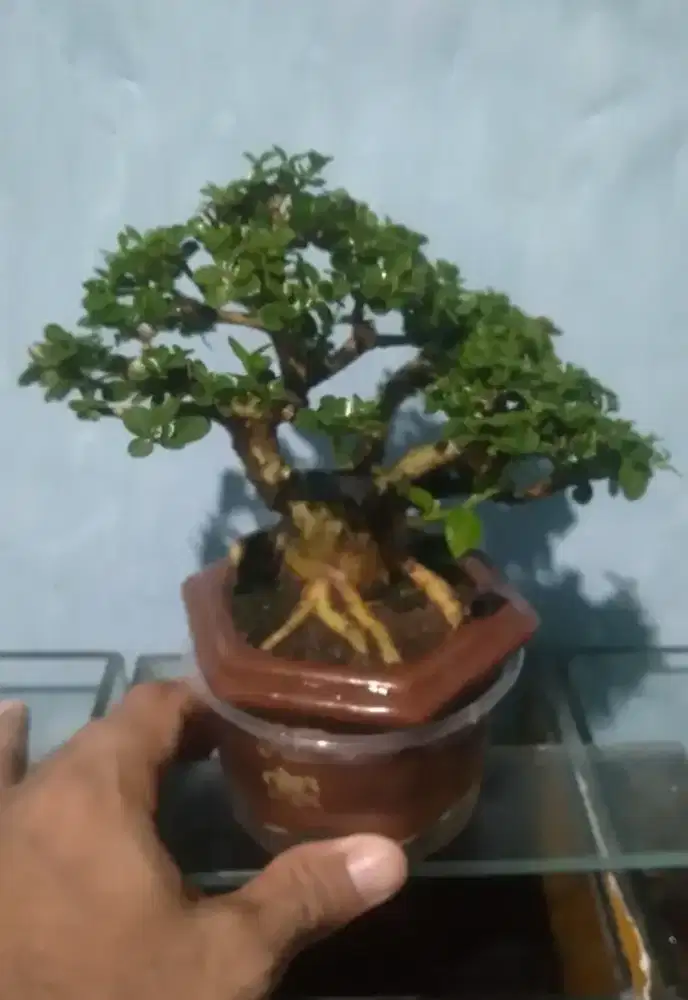 Pohon bonsai pot kramik